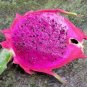 100 Seeds Dragon Fruit Purple Pitaya (Exotic flowering cactus seed)