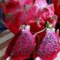 100 Seeds Dragon Fruit Purple Pitaya (Exotic flowering cactus seed)