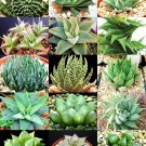 100 Seeds HAWORTHIA MIX (Rare living stones plant exotic cactus flower succulents)