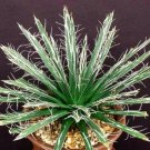 100 SEEDS AGAVE TOUMEYANA Bella (Exotic aloe exotic succulent rare cactus seed)