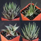 2" POT HAWORTHIA (Rare succulent exotic garden plants cactus cacti) 2" POT HAWORTHIA (Rare succulent exotic garden plants cactus cacti)