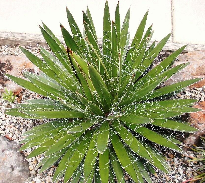 50 SEEDS Agave Filifera Schidigera (Thread-leaf succulent aloe plant rare seed)