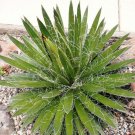 50 SEEDS Agave Filifera Schidigera (Thread-leaf succulent aloe plant rare seed) 50 SEEDS Agave Filifera Schidigera (Thread-leaf succulent aloe plant rare seed)