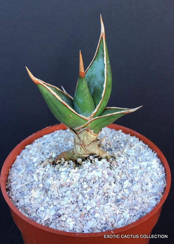 4" POT SANSEVIERIA PINGUICULA (Rare walking snake succulent cactus cacti plant)
