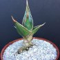 4" POT SANSEVIERIA PINGUICULA (Rare walking snake succulent cactus cacti plant)