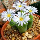 15 SEEDS RARE CONOPHYTUM LONGUM (Mesemb exotic succulent rock living stones seeds) 15 SEEDS RARE CONOPHYTUM LONGUM (Mesemb exotic succulent rock living stones seeds)