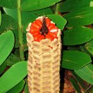 30 Seeds Cardboard Cycad Palm (Zamia furfuracea sago planttree mexican seed)