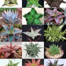 15 SEEDS RARE ALOE MIX (Exotic cultivar good color cacti rare cactus aloes seed)