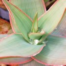 30 SEEDS ALOE STRIATA Coral (Exotic garden succulent rare cacti desert plant seed) 30 SEEDS ALOE STRIATA Coral (Exotic garden succulent rare cacti desert plant seed)