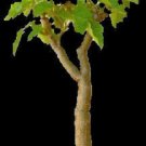 100 Seeds Jatropha Curcas Biodisel (Green fuel rare succulent plant semi seed)