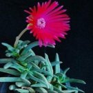 100 SEEDS Cephalophyllum Cupreum (Rare mesembs exotic living stones rock seed)