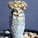 5 Seeds Euphorbia ALFREDII (Exotic caudex madagascar succulent rare bonsai seed) 5 Seeds Euphorbia ALFREDII (Exotic caudex madagascar succulent rare bonsai seed)