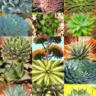 100 Seeds AGAVE Variety MIX (Rare plant exotic garden desert succulent landscape) 100 Seeds AGAVE Variety MIX (Rare plant exotic garden desert succulent landscape)