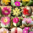 100 SEEDS ARGYRODERMA MIX (Succulent cactus mixed living stones rocks plant seed)