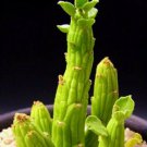 10 Seeds Monadenium Ellenbeckii (Exotic euphorbia african cactus hang cacti seed)