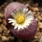 15 SEEDS RARE LITHOPS OPTICA RUBRA (Mesembs exotic succulent living stones cactus) 15 SEEDS RARE LITHOPS OPTICA RUBRA (Mesembs exotic succulent living stones cactus)