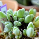 15 SEEDS RARE ANTIMIMA DUALIS (Living stones rock mesembs peables succulent seed)