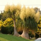 20 SEEDS Beaucarnea Recurvata (RARE elephant foot ponytail palm CAUDEX bonsai)