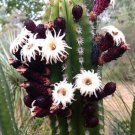 20 SEEDS Stenocereus Griseus (Lemaireocereus cereus Pitayo de Mayo cactus seed)