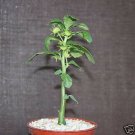 4" Pot Dorstenia Hildebranti (Caudex rare succulent bonsai plant)