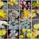 100 SEEDS Lithops MIX (Succulent ice plant cacti flower cactus living stone seed)