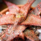 10 SEEDS RARE ALOE HYBRID ORANGE MARMALADE (Exotic agave succulent bonsai seeds)