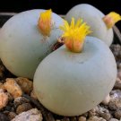 100 SEEDS Conophytum Calculus (Exotic cactus rare living stones mesemb cacti seed)