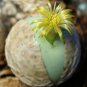 100 SEEDS Conophytum Calculus (Exotic cactus rare living stones mesemb cacti seed)
