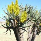 10 SEEDS RARE ALOE DICHOTOMA (Exotic quiver tree big succulent desert plant seed)
