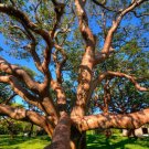 10 Seeds Bursera Simaruba Gumbo Limbo (Tropical hardwood rare flowering rare tree)