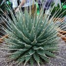 50 SEEDS Agave Utahensis Eborispina (Exotic succulent rare cactus seed plant aloe)