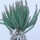 10 Seeds Euphorbia Knutii (Exotic african bonsai caudex africa succulentseed)