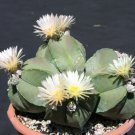 50 SEEDS Astrophytum Myriostigma NUDUN (Rare cacti exotic flowering cactus seed) 50 SEEDS Astrophytum Myriostigma NUDUN (Rare cacti exotic flowering cactus seed)