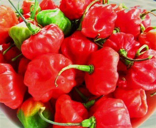 50 SEEDS Cachucha Pepper Aji Dulce Cuban (Sweet chilli cubano spanish cook seed)