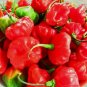 50 SEEDS Cachucha Pepper Aji Dulce Cuban (Sweet chilli cubano spanish cook seed)