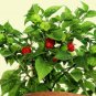 50 SEEDS Cachucha Pepper Aji Dulce Cuban (Sweet chilli cubano spanish cook seed)