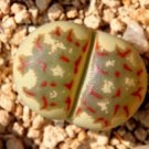 30 SEEDS Lithops Dorotheae Zorro (Exotic living stone rock ice peable cacti seed)