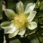 4" POT EXOTIC FRUIT CACTI (Pereskia aculeata gold cactus plant vine climber)