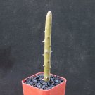 2" Pot Alluaudia Dumosa (Madagascar ocotillo spiny reptile lizard terrarium plant)