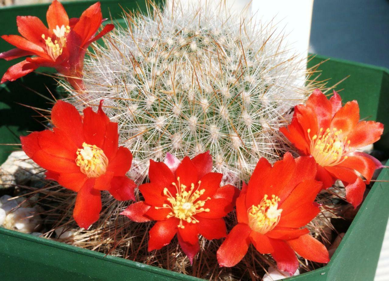 100 SEEDS Rebutia Pulchella (Exotic rare cactus globular flowering cacti seed)