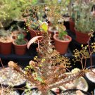 5 Seeds Euphorbia NOVA PERRIERI (Exotic madagascar rare bonsai cacti seed)