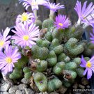 15 SEEDS RARE CONOPHYTUM KARAMOEPENSE (Exotic living stone mesemb cacti seed)