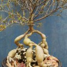 5 Seeds Euphorbia Hedyotoides (Exotic rare madagascar bonsai caudex cacti seed)