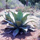 15 SEEDS RARE AGAVE FEROX (Century plant hardy exotic succulent big aloe seed)