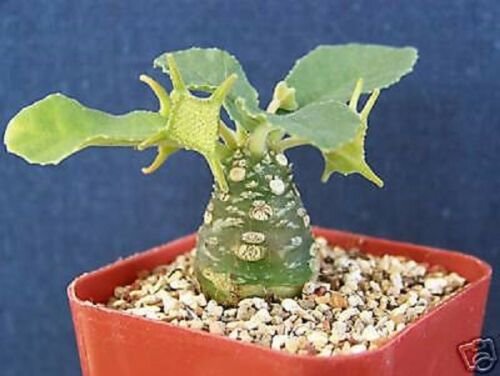 2" Pot Dorstenia (Exotic caudex bonsai cactus rare succulent aloe plant cacti)