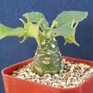 2" Pot Dorstenia (Exotic caudex bonsai cactus rare succulent aloe plant cacti) 2" Pot Dorstenia (Exotic caudex bonsai cactus rare succulent aloe plant cacti)