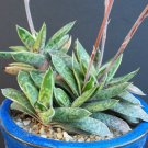 50 SEEDS GASTERIA LILIPUTANA (Exotic rare miniature succulent cactus aloe seed)