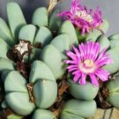 15 SEEDS Antimima Dualis (Rare living stones rock mesembs peables succulent seed) 15 SEEDS Antimima Dualis (Rare living stones rock mesembs peables succulent seed)