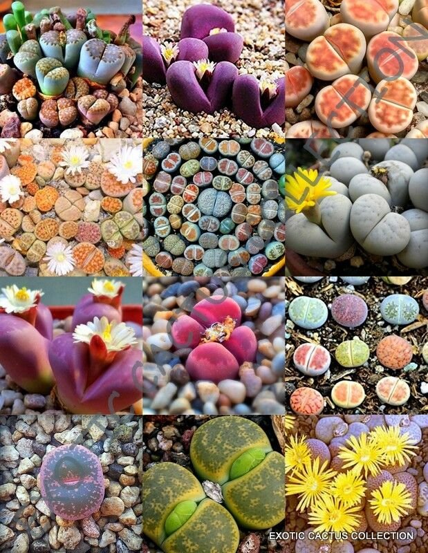 30 SEEDS COLOR LITHOPS MIX (Succulent EXOTIC living stones desert rock seed plant)