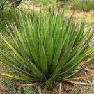 100 SEEDS Agave Lechuguilla (Exotic american desert succulent rare cactus seed) 100 SEEDS Agave Lechuguilla (Exotic american desert succulent rare cactus seed)